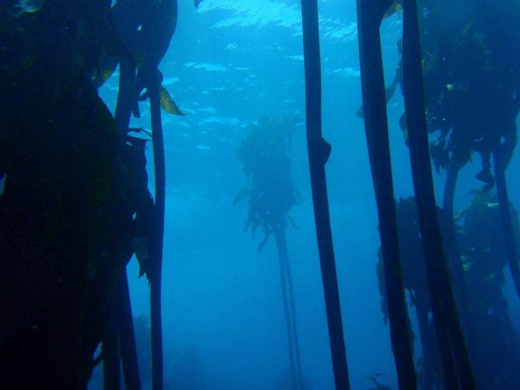 Kelp Forests Emerge as Powerful Coastal Carbon Stores A scuba diver swims through a towering kelp forest beneath clear blue ocean water.