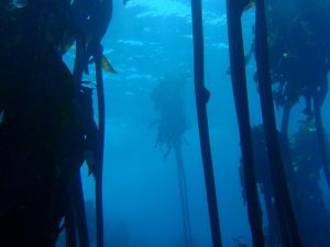 A scuba diver swims through a towering kelp forest beneath clear blue ocean water.